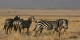 Tanzanie - 2010-09 - 038 - Longido - Zebres